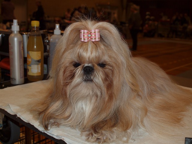 Shih Tzu Danmark